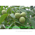 Zoete en knapperige Chinese Walnut Kernels Light Pieces (LP)